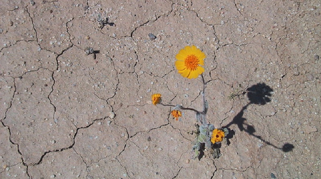 Desert Flower, Image credit: Wikimedia Commons