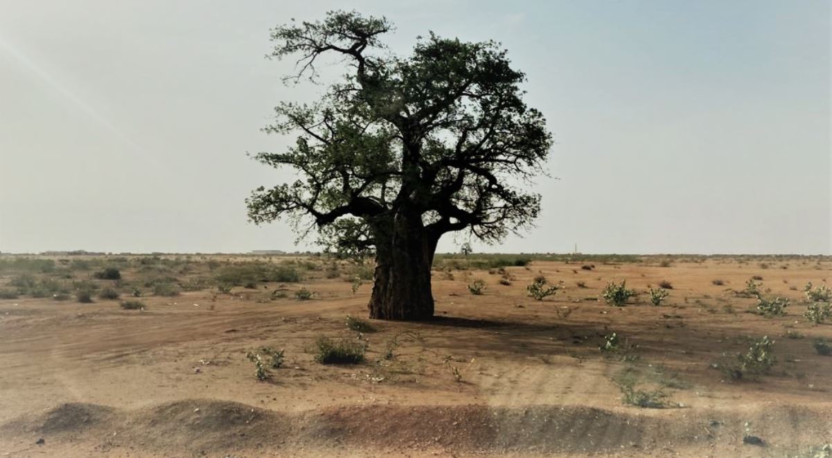 Baobab tree in the outskirts of Al-Obaeid, North Kordofan, Sudan.Baobab tree in the outskirts of Al-Obaeid, North Kordofan, Sudan. Image credit: International IDEA International IDEA