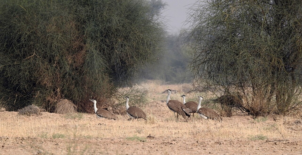 Several great Indian bustards outside in National Park