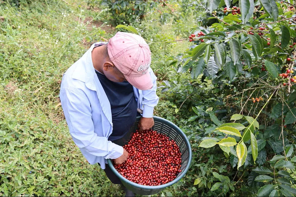 Un indígena Ngäbe Buglé seleccionando granos de café, en Boquete (Panamá). EFE/ Marcelino Rosario