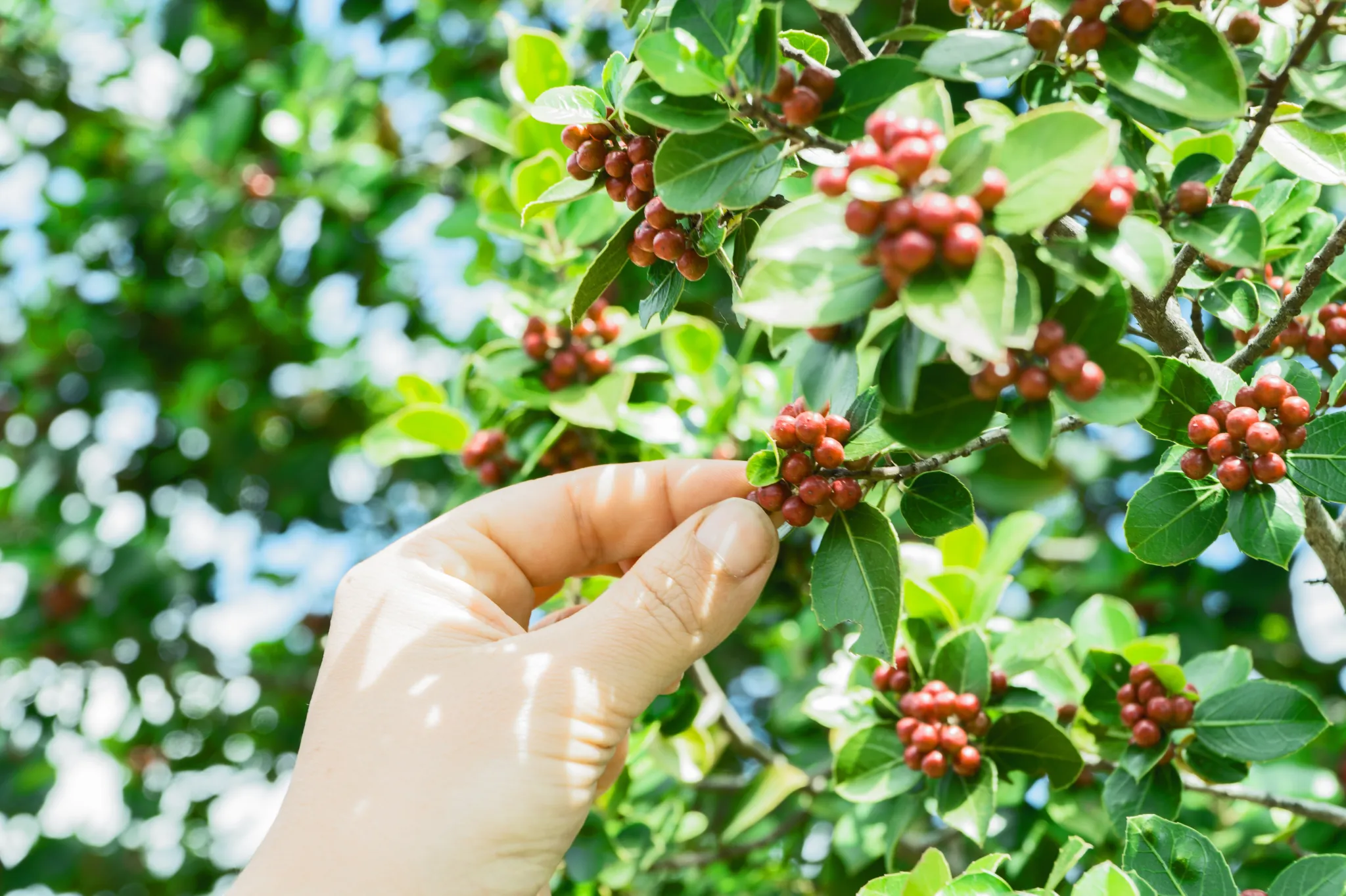 Coffee harvest